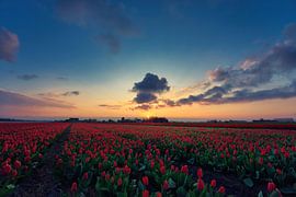 Tulpen bij zonsopkomst van Harmen Mol