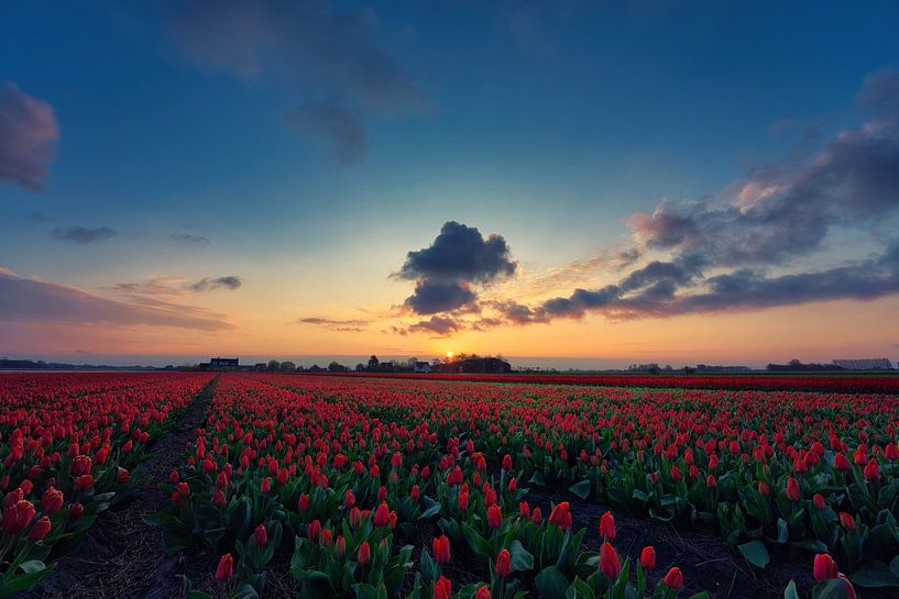 Tulpen bij zonsopkomst van Harmen Mol
