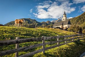 Kuhweide in Obermauern mit Wallfahrtskirche Maria Schnee
