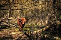 Le Highlander écossais dans une forêt sauvage