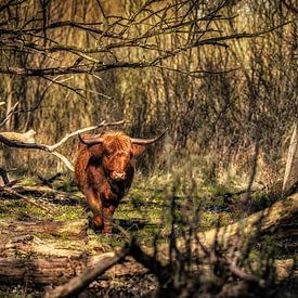 Le Highlander écossais dans une forêt sauvage sur Jari Mulder