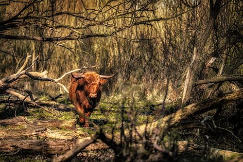 Scottish Highlander in feral forest