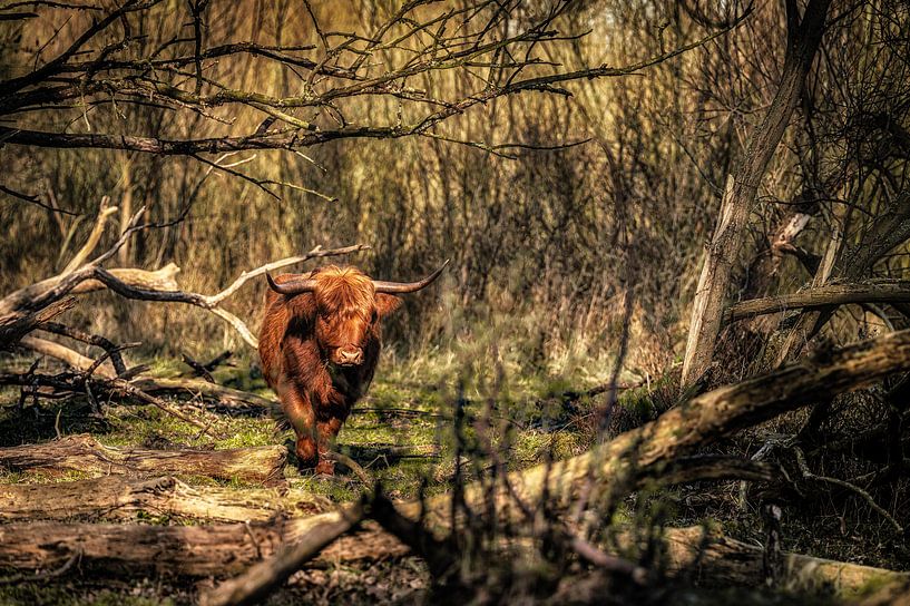 Le Highlander écossais dans une forêt sauvage par Jari Mulder