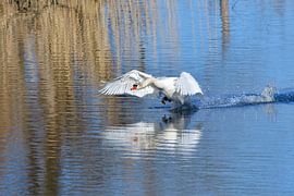 Höckerschwan von Karin Jähne