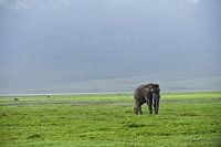 olifant