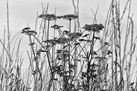 Wild Plants