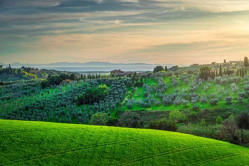 Landschap in Alta Maremma, olijfgaard en zee