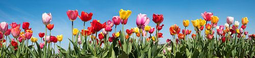 Tulpenpanorama met kleurrijke tulpen in verschillende soorten