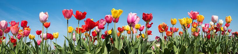 Tulip panorama with colourful tulips in different varieties by SusaZoom