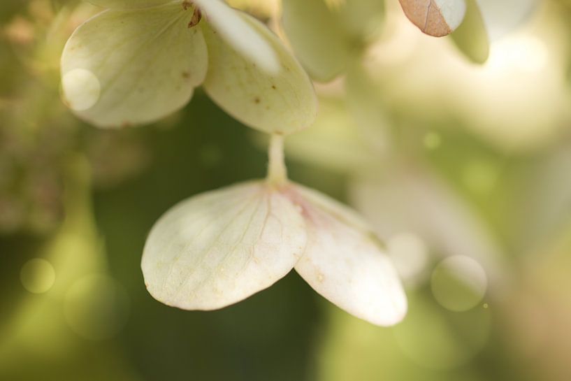 Hortensie by Dagmar Marina