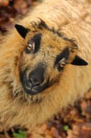 Dwergschaap kijkt recht in de camera