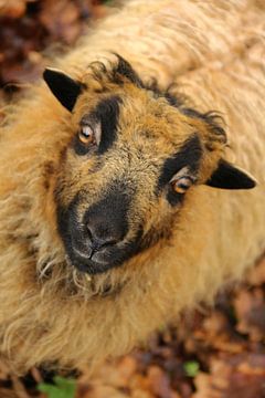 Mouton nain regardant droit dans la caméra sur Liselotte Helleman