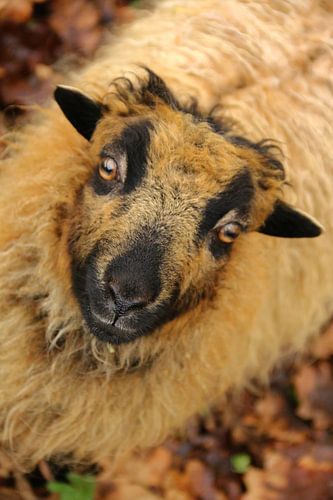 Zwergschaf schaut direkt in die Kamera