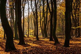 Automne sur Hans Vellekoop
