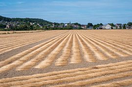 Gouden Waalse velden van Werner Lerooy