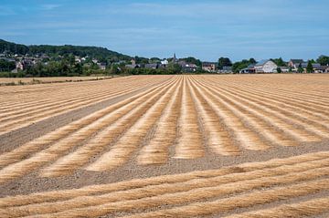 Golden Walloon Fields by Werner Lerooy