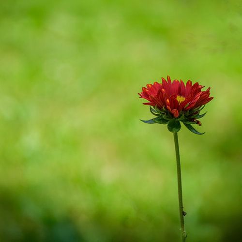 Gaillardia Burgunder 