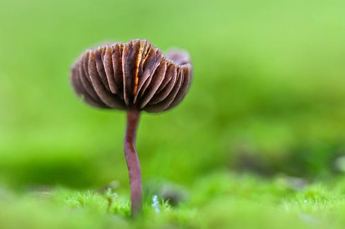 small mushroom