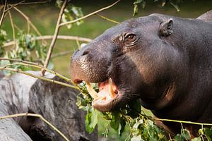Close-up snuit van een dwerg Liberiaans nijlpaard, portret. een schattig klein vet nijlpaard dat gro van Michael Semenov