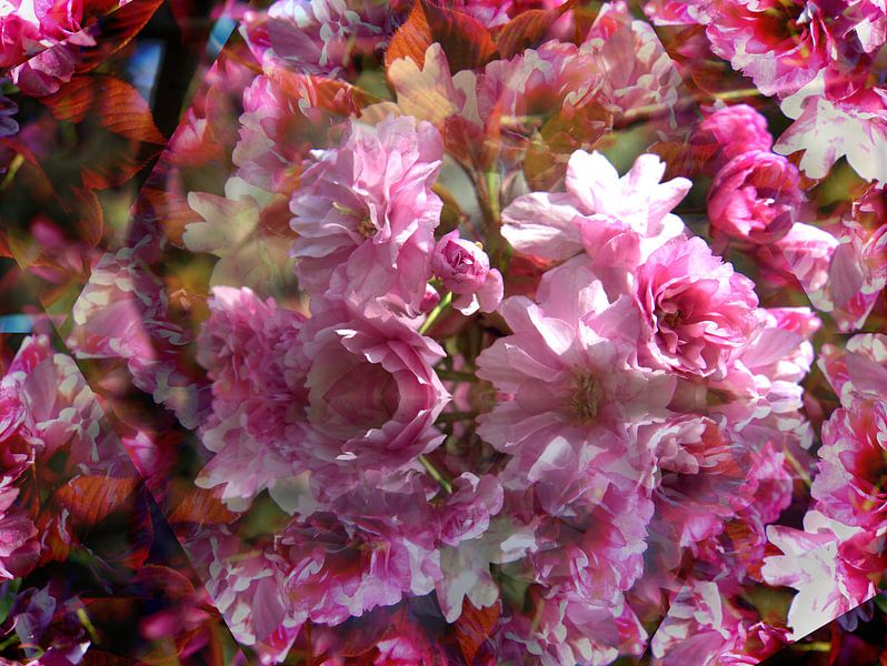 Sierlijke kersenbloesems 2 van Edgar Schermaul