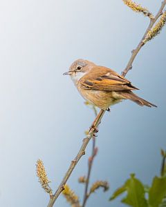 Grasmücke auf einer Weide von Wennekes Photography