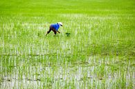 rijstveld in Vietnam van ard bodewes thumbnail