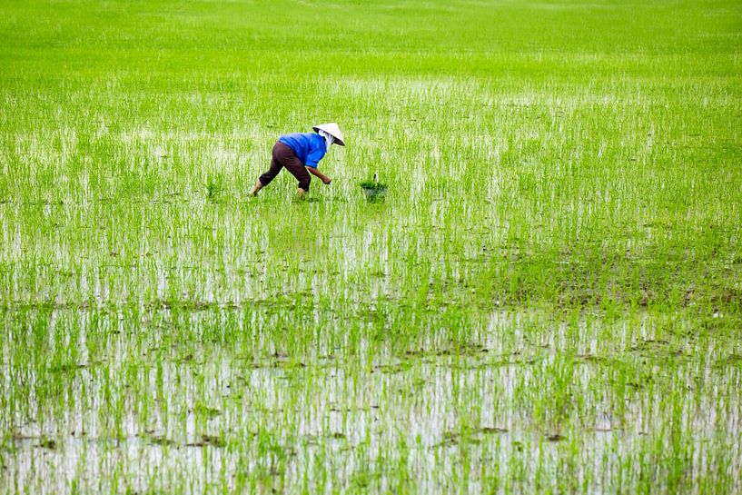 rijstveld in Vietnam van ard bodewes