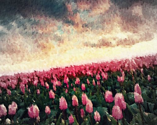 Tulpe
