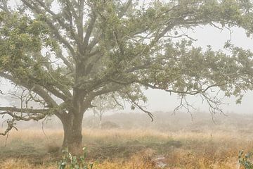 Solitaire eikenboom in de mist