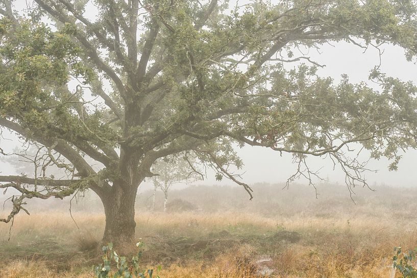 Chêne solitaire dans la brume par Cor de Hamer