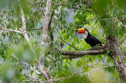 Toucan (Ramphastos toco) in tropisch regenwoud van Thijs van den Burg