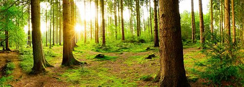 Waldpanorama