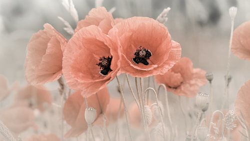 Poppies pastel