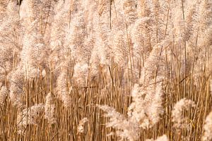 panaches de roseaux au soleil