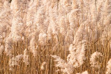 rietpluimen in de zon