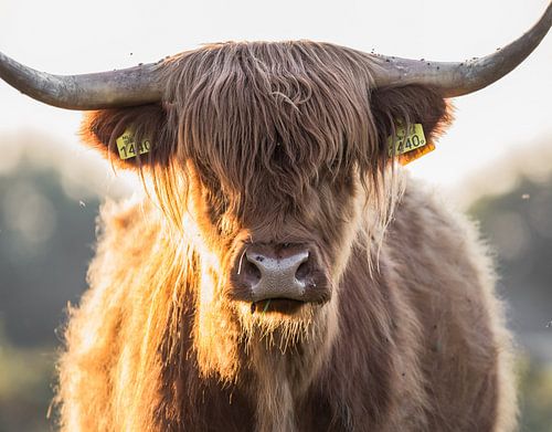 Schottischer Hochlandbewohner