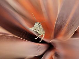 Auch ich bin eingesperrt... von Thierry Dufour