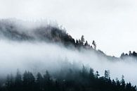 Foggy Pacific Northwest Treescape, Nature Magick  by PI Creative Art thumbnail