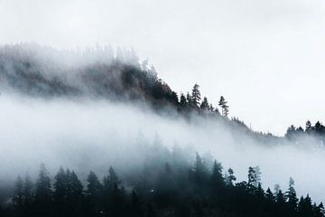 Foggy Pacific Northwest Treescape, Nature Magick  van PI Creative Art