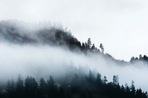 Foggy Pacific Northwest Treescape, Nature Magick 