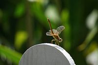 libelle