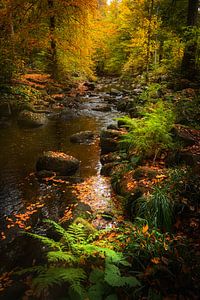 Herbst im Harz von Steffen Gierok