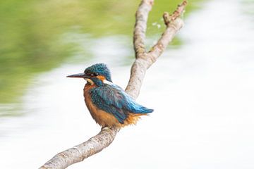 The kingfisher in the Zouweboezem by Merijn Loch