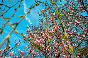 Magnolias en fleurs au printemps sur Chihong