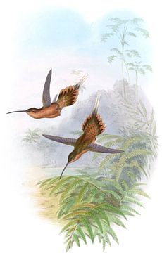 De Filippi's Hermit, John Gould van Hummingbirds