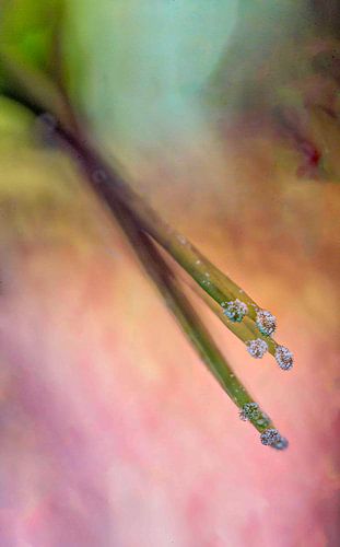 Detailaufnahme des stumpfen Helleborus-Plans mit Pollen