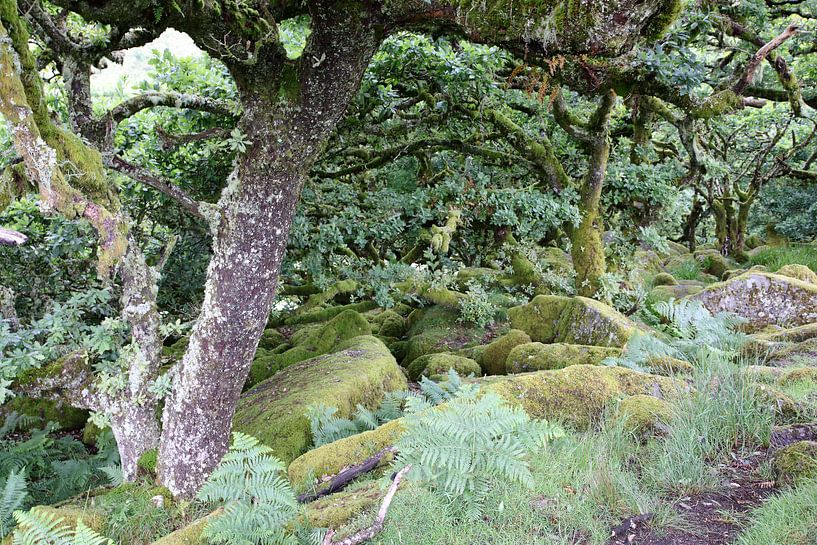 Wald der Weisen 8 von Ralph Jongejan