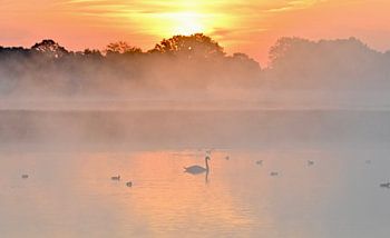 Schwan und Enten bei Sonnenaufgang