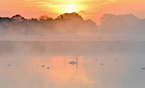 Swan and ducks at sunrise