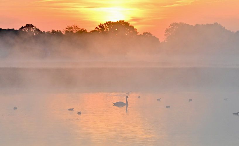 Swan and ducks at sunrise by Jolanda Stam